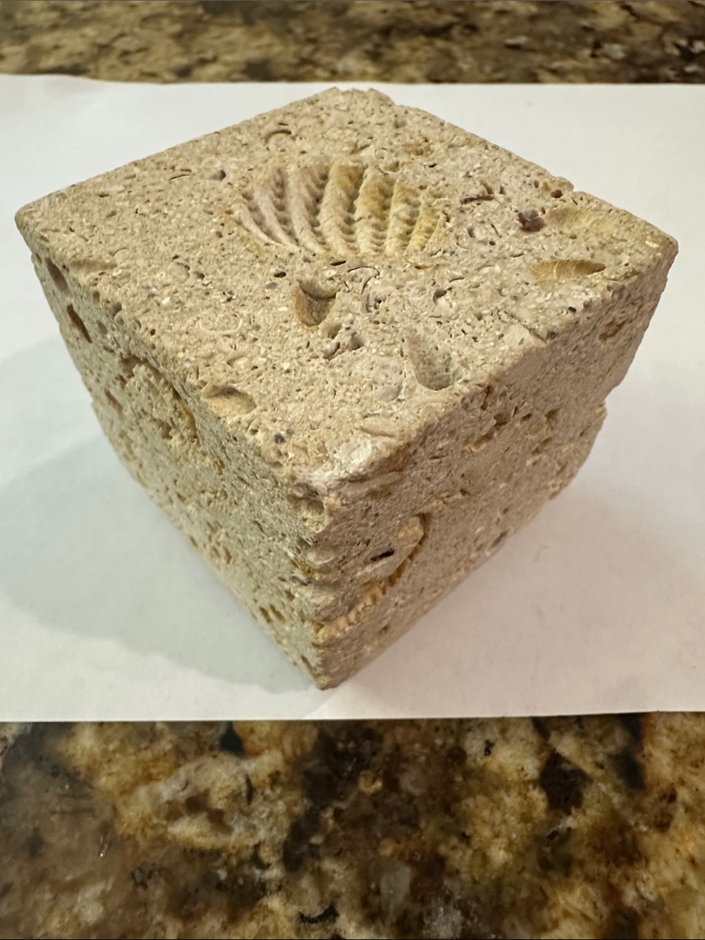 Carved 2.38 cube made of natural stone featuring embedded shell fossils.